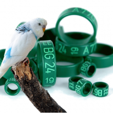 Parrot rings Plastic