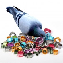 PIGEON RING personalized ALUMINIUM laser engraved, 8mm